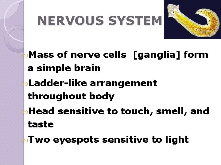 NERVOUS SYSTEM Mass of nerve cells [ganglia] form a simple brain Ladder-like arrangement throughout
