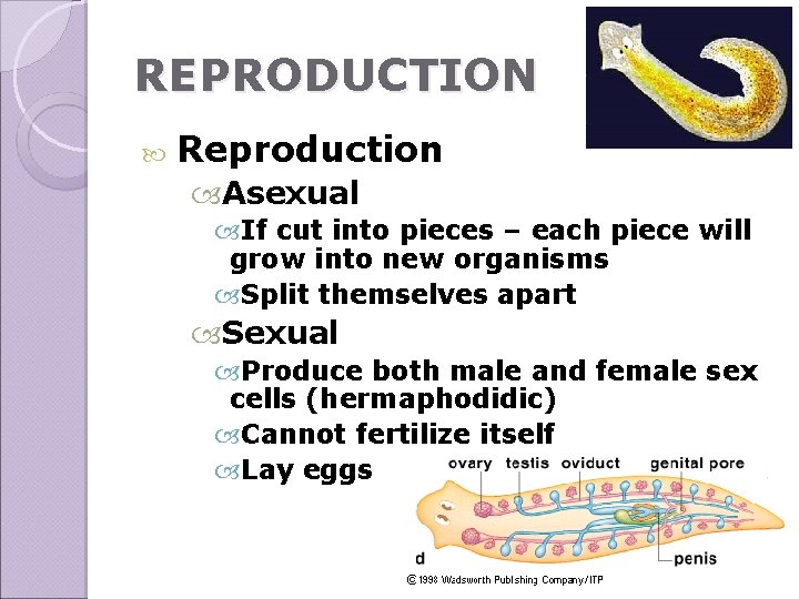 REPRODUCTION Reproduction Asexual If cut into pieces – each piece will grow into new