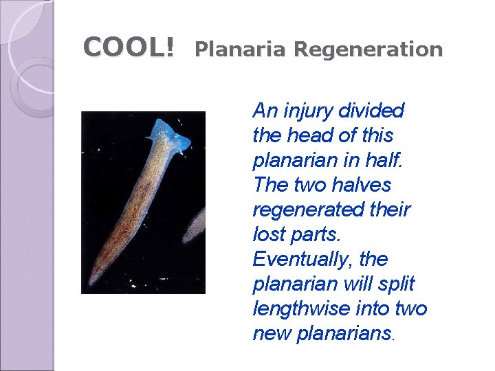 COOL! Planaria Regeneration An injury divided the head of this planarian in half. The