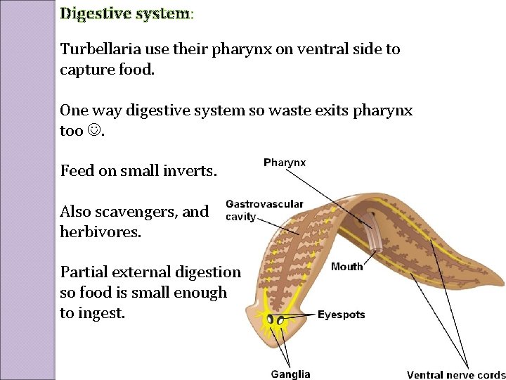 Digestive system: Turbellaria use their pharynx on ventral side to capture food. One way