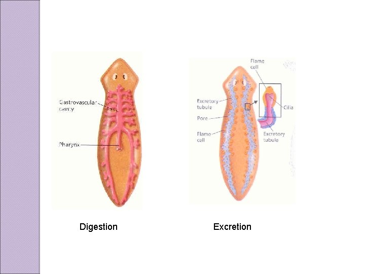 Digestion Excretion 