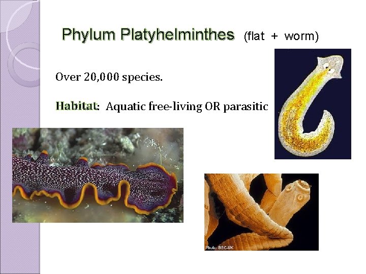 Phylum Platyhelminthes (flat + worm) Over 20, 000 species. Habitat: Aquatic free-living OR parasitic