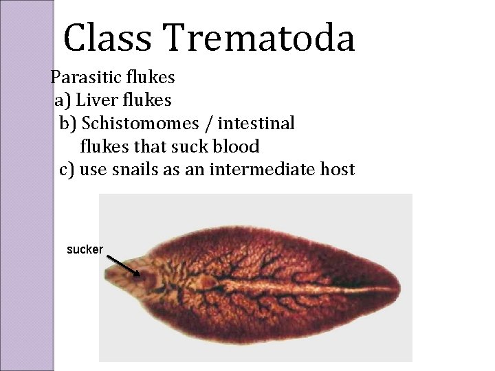 Class Trematoda Parasitic flukes a) Liver flukes b) Schistomomes / intestinal flukes that suck