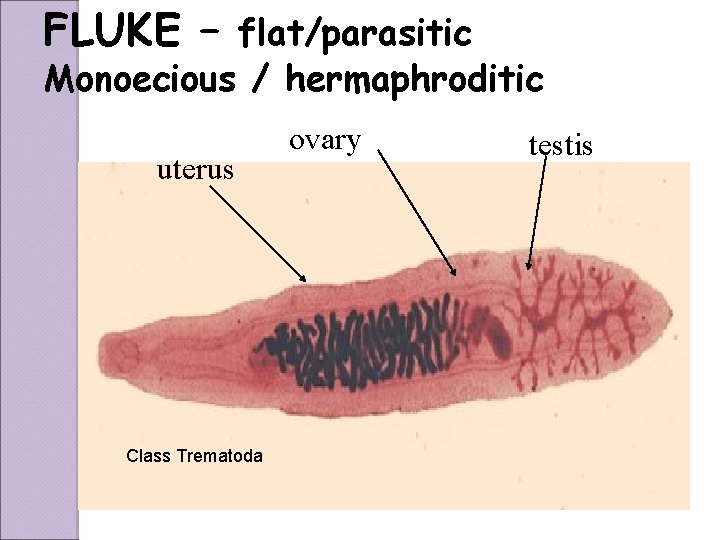 FLUKE – flat/parasitic Monoecious / hermaphroditic uterus Class Trematoda ovary testis 