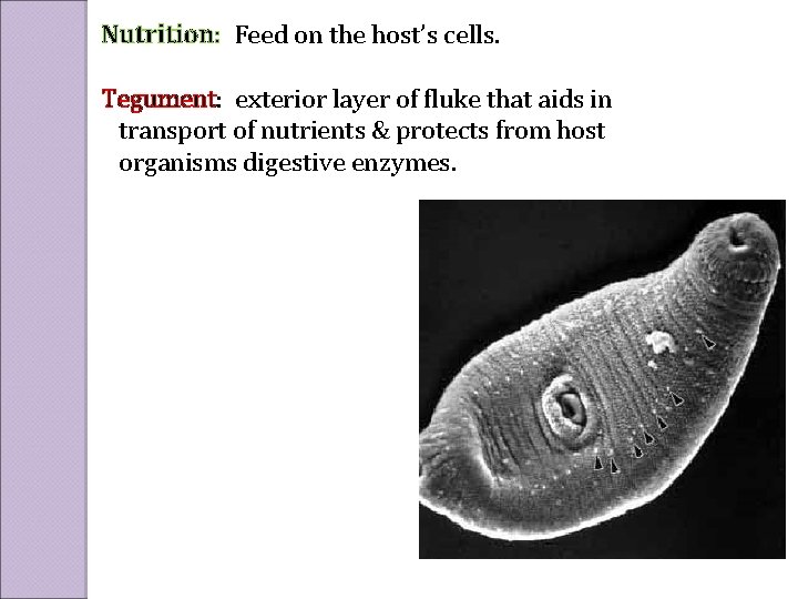 Nutrition: Feed on the host’s cells. Tegument: exterior layer of fluke that aids in