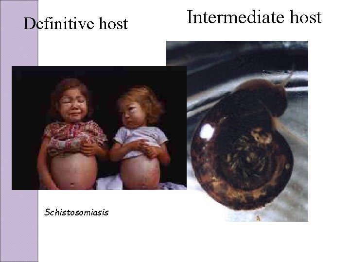 Definitive host Schistosomiasis Intermediate host 