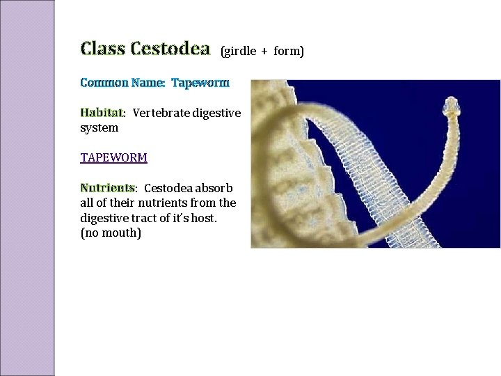 Class Cestodea (girdle + form) Common Name: Tapeworm Habitat: Vertebrate digestive system TAPEWORM Nutrients: