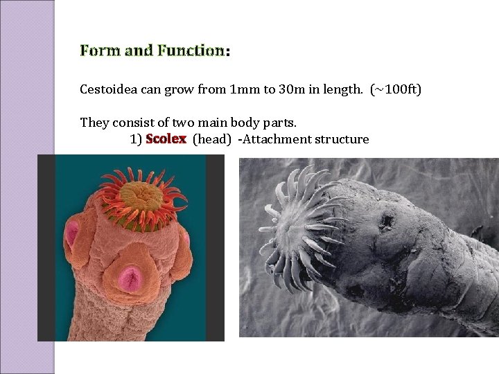 Form and Function: Cestoidea can grow from 1 mm to 30 m in length.