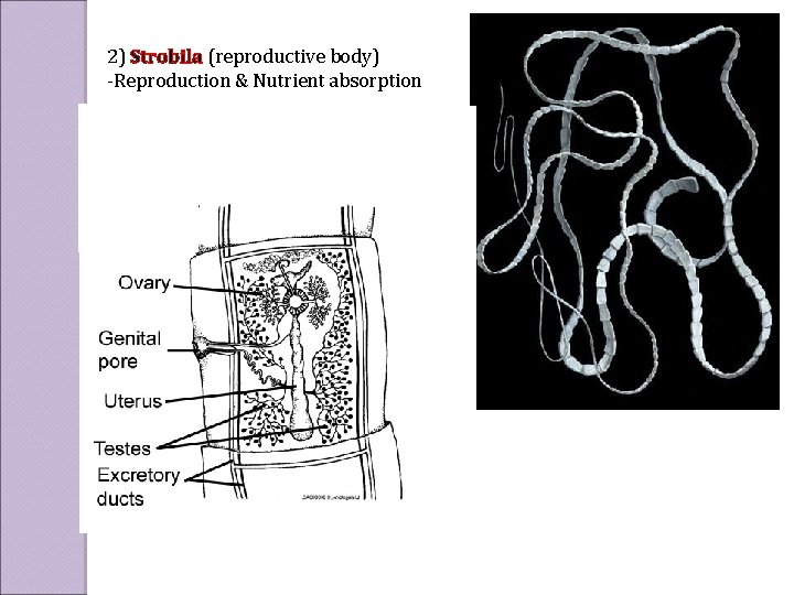 2) Strobila (reproductive body) -Reproduction & Nutrient absorption 
