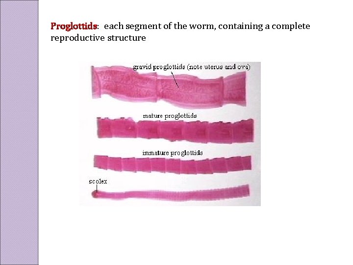 Proglottids: each segment of the worm, containing a complete reproductive structure 