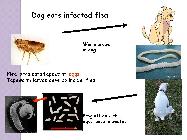 Dog eats infected flea Worm grows in dog Flea larva eats tapeworm eggs. Tapeworm