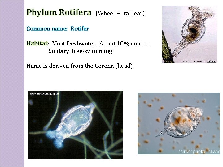 Phylum Rotifera (Wheel + to Bear) Common name: Rotifer Habitat: Most freshwater. About 10%