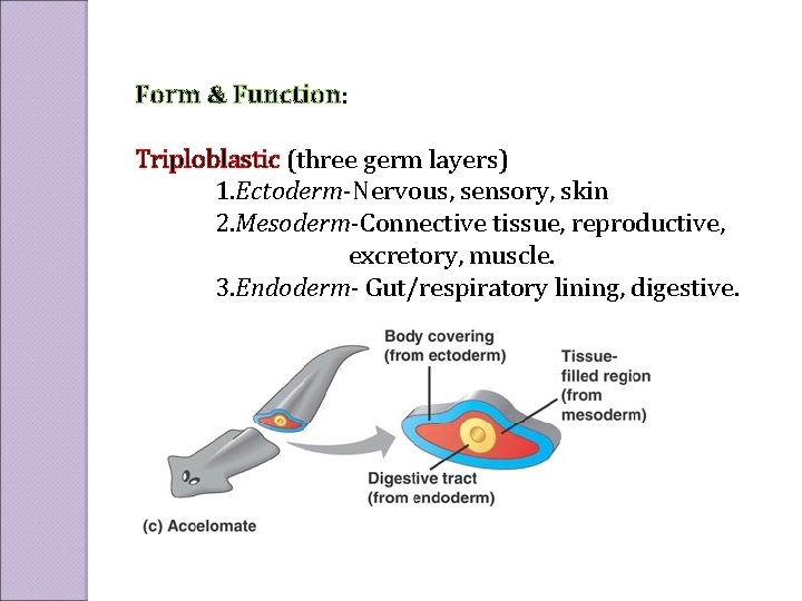 Form & Function: Triploblastic (three germ layers) 1. Ectoderm-Nervous, sensory, skin 2. Mesoderm-Connective tissue,
