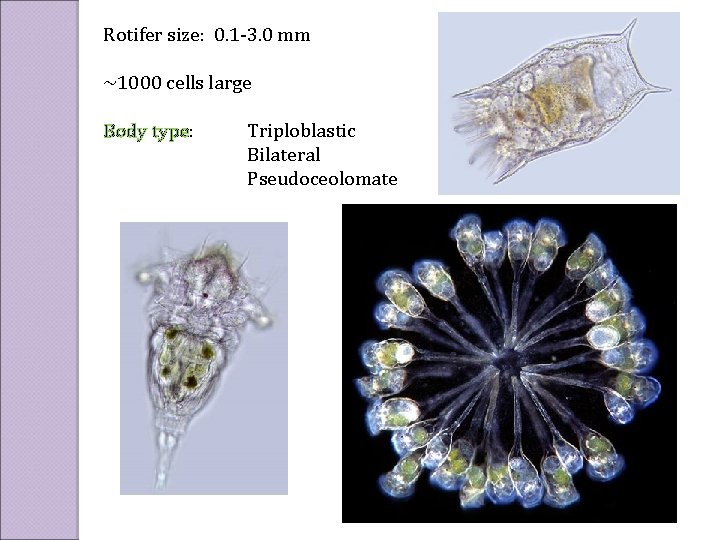 Rotifer size: 0. 1 -3. 0 mm ~1000 cells large Body type: Triploblastic Bilateral