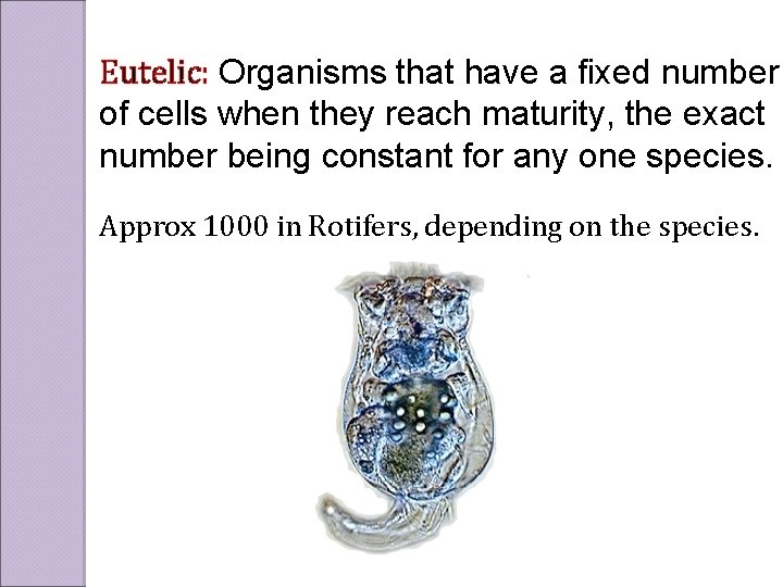 Eutelic: Organisms that have a fixed number of cells when they reach maturity, the