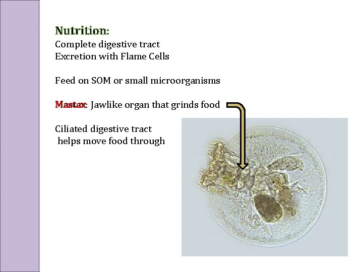 Nutrition: Complete digestive tract Excretion with Flame Cells Feed on SOM or small microorganisms