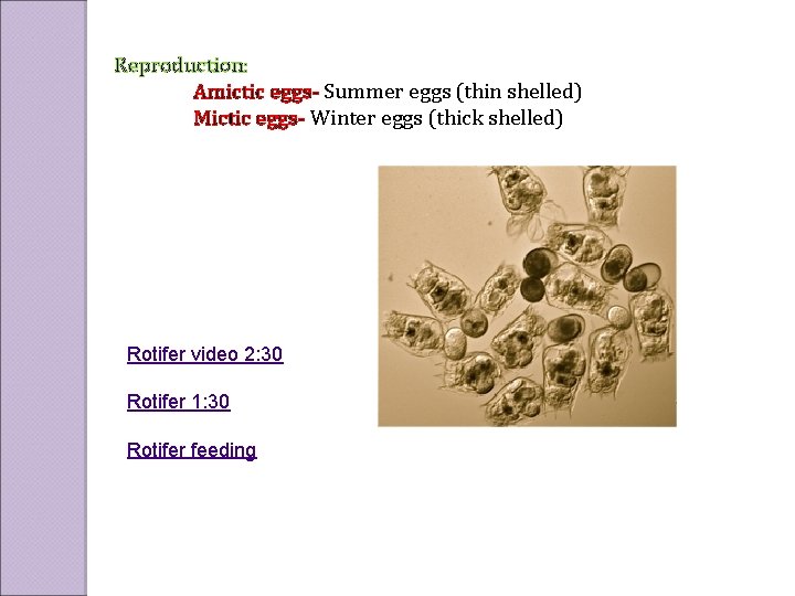 Reproduction: Amictic eggs- Summer eggs (thin shelled) Mictic eggs- Winter eggs (thick shelled) Rotifer