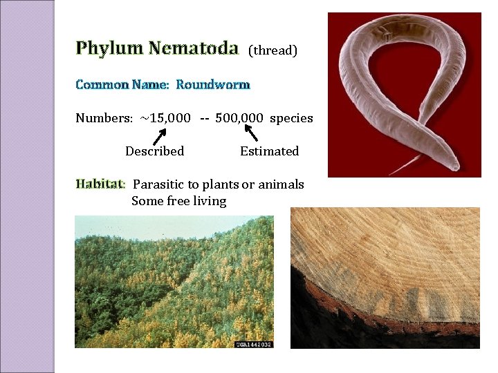 Phylum Nematoda (thread) Common Name: Roundworm Numbers: ~15, 000 -- 500, 000 species Described