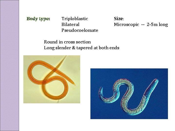 Body type: Triploblastic Bilateral Pseudocoelomate Size: Microscopic -- 2 -5 m long Round in