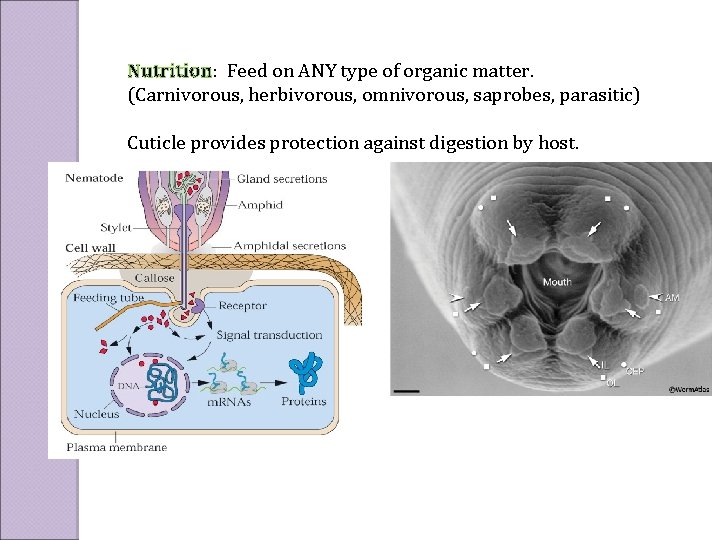 Nutrition: Feed on ANY type of organic matter. (Carnivorous, herbivorous, omnivorous, saprobes, parasitic) Cuticle