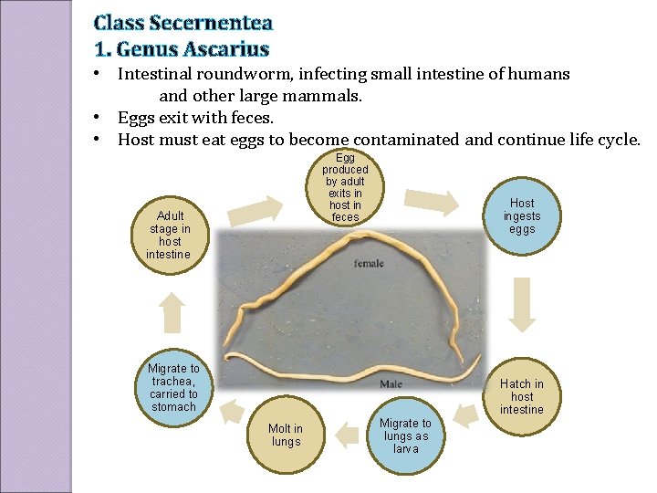 Class Secernentea 1. Genus Ascarius • Intestinal roundworm, infecting small intestine of humans and
