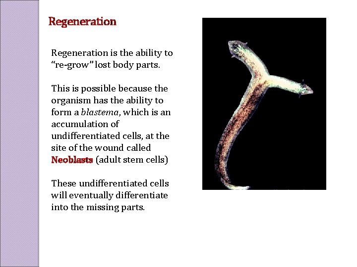 Regeneration is the ability to “re-grow” lost body parts. This is possible because the