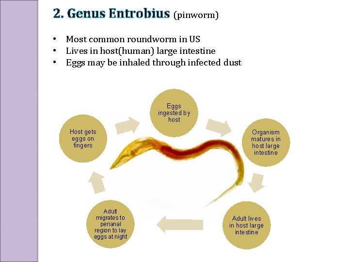 2. Genus Entrobius (pinworm) • Most common roundworm in US • Lives in host(human)