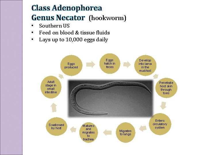 Class Adenophorea Genus Necator (hookworm) • Southern US • Feed on blood & tissue