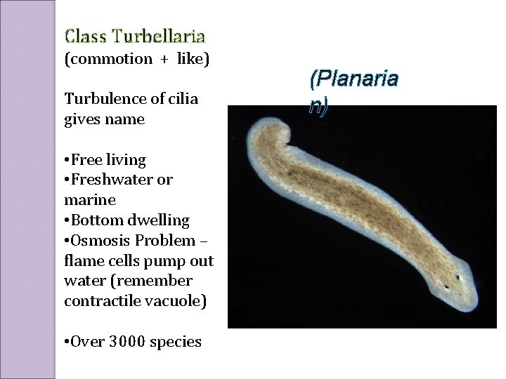 Class Turbellaria (commotion + like) Turbulence of cilia gives name • Free living •
