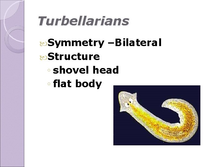 Turbellarians Symmetry –Bilateral Structure ◦ shovel head ◦ flat body 