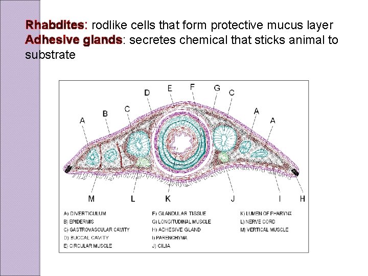 Rhabdites: rodlike cells that form protective mucus layer Adhesive glands: secretes chemical that sticks