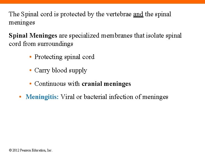 The Spinal cord is protected by the vertebrae and the spinal meninges Spinal Meninges