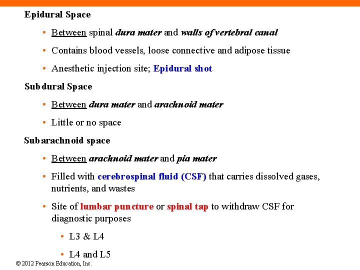 Epidural Space • Between spinal dura mater and walls of vertebral canal • Contains