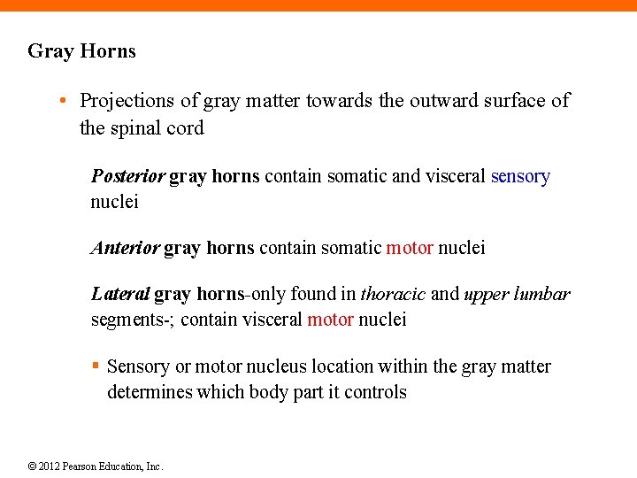 Gray Horns • Projections of gray matter towards the outward surface of the spinal