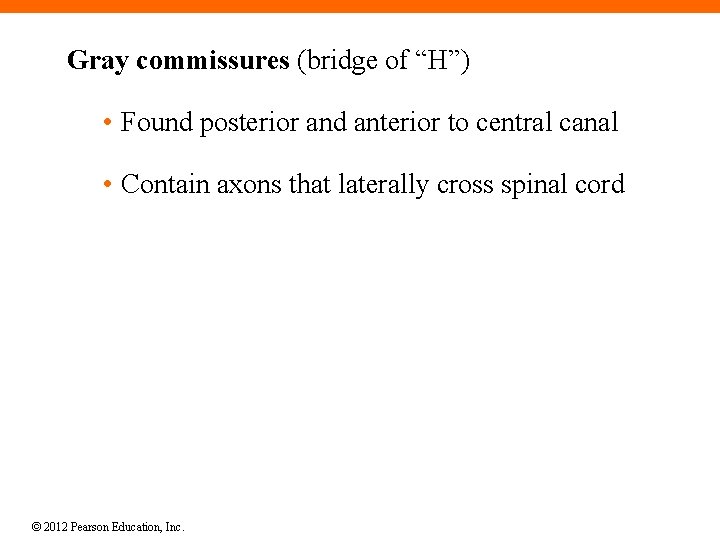 Gray commissures (bridge of “H”) • Found posterior and anterior to central canal •