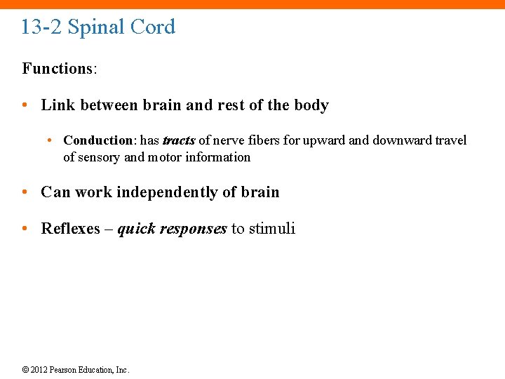 13 -2 Spinal Cord Functions: • Link between brain and rest of the body