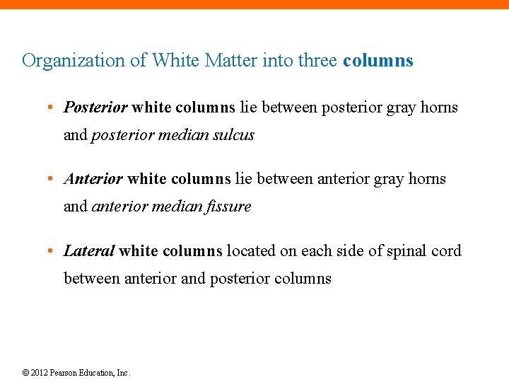 Organization of White Matter into three columns • Posterior white columns lie between posterior