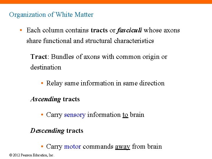 Organization of White Matter • Each column contains tracts or fasciculi whose axons share