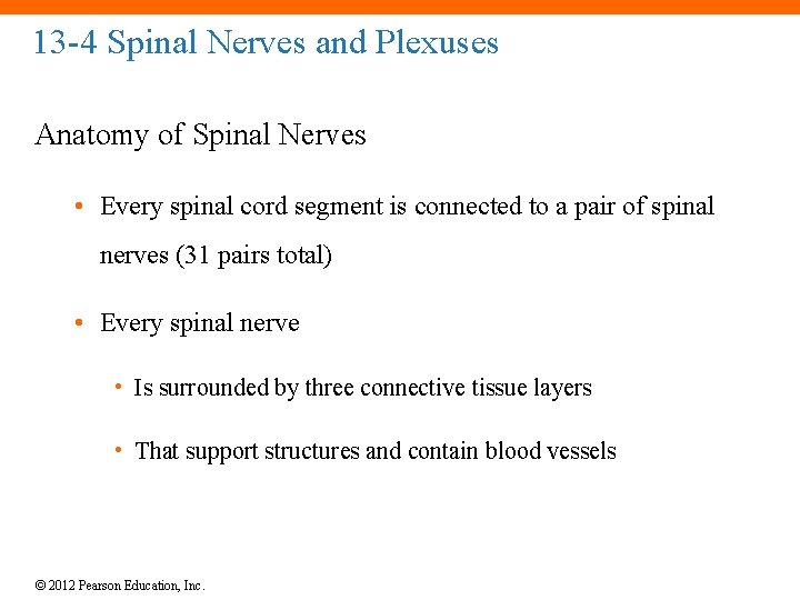 13 -4 Spinal Nerves and Plexuses Anatomy of Spinal Nerves • Every spinal cord