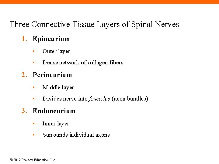 Three Connective Tissue Layers of Spinal Nerves 1. Epineurium • Outer layer • Dense