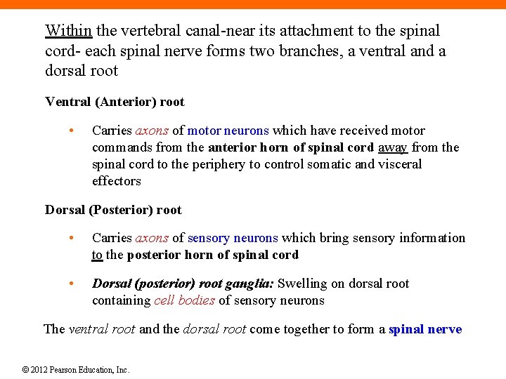 Within the vertebral canal-near its attachment to the spinal cord- each spinal nerve forms