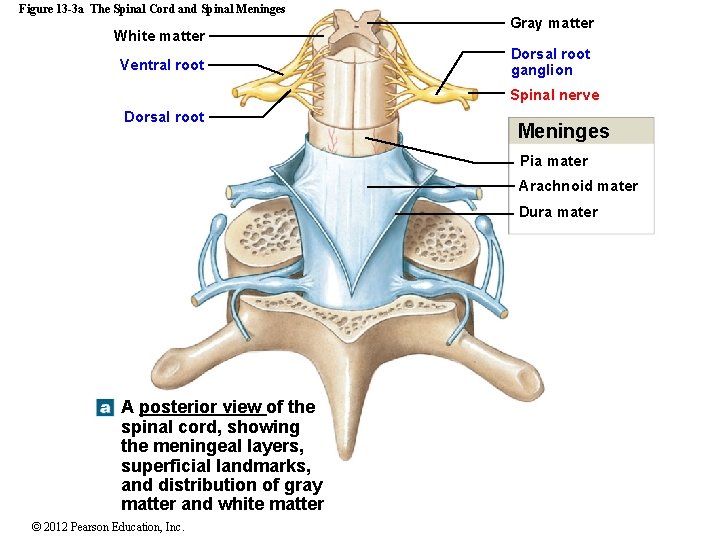 Figure 13 -3 a The Spinal Cord and Spinal Meninges White matter Ventral root