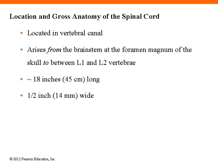 Location and Gross Anatomy of the Spinal Cord • Located in vertebral canal •