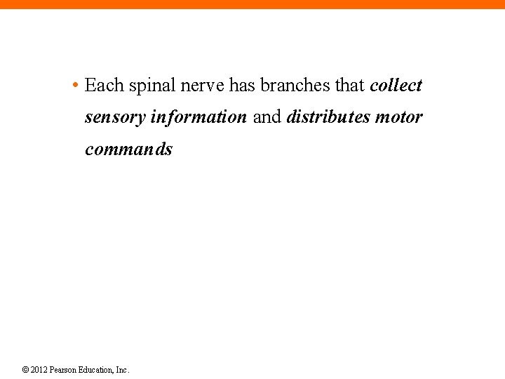  • Each spinal nerve has branches that collect sensory information and distributes motor