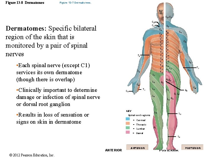 Figure 13 -8 Dermatomes Figure 13 -7 Dermatomes. NV C 2–C 3 C 2