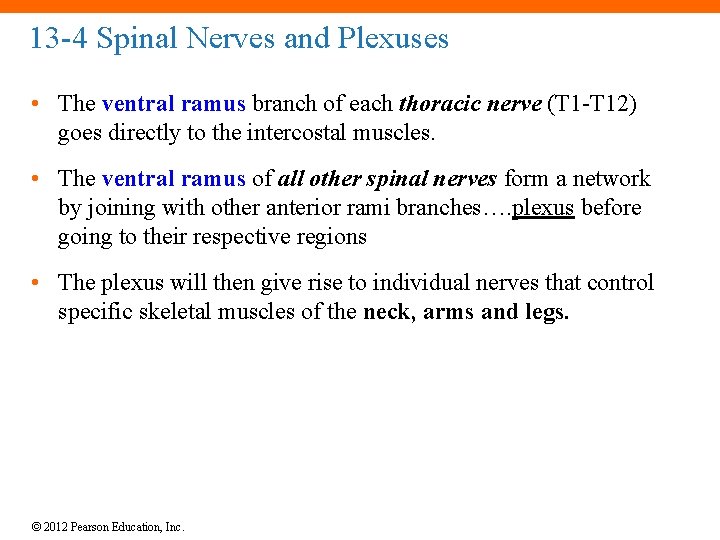 13 -4 Spinal Nerves and Plexuses • The ventral ramus branch of each thoracic