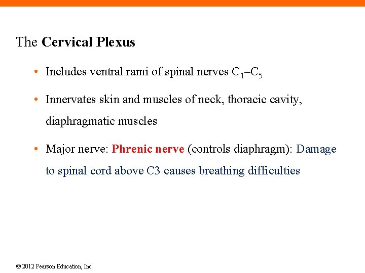 The Cervical Plexus • Includes ventral rami of spinal nerves C 1–C 5 •