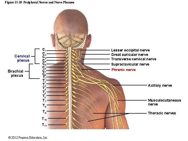 Figure 13 -10 Peripheral Nerves and Nerve Plexuses Cervical plexus Brachial plexus C 1