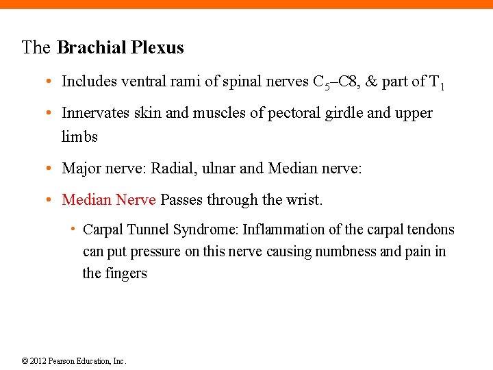 The Brachial Plexus • Includes ventral rami of spinal nerves C 5–C 8, &