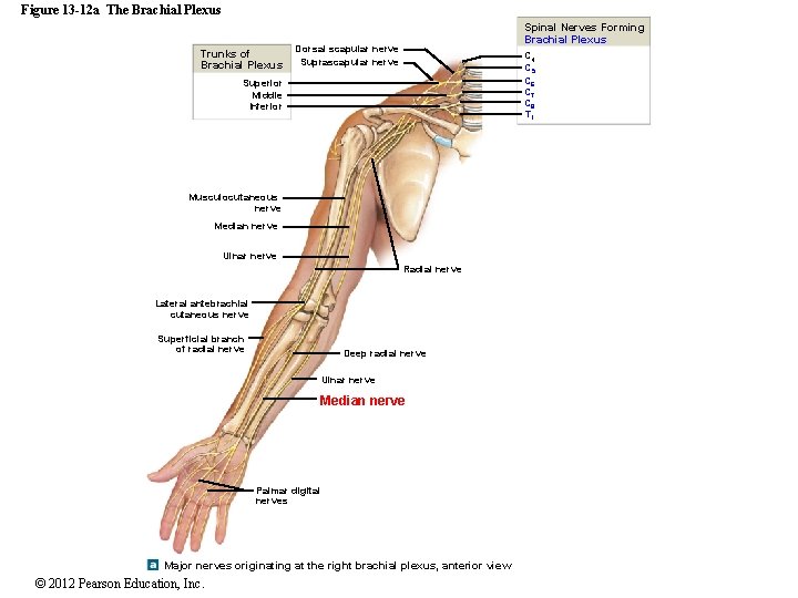 Figure 13 -12 a The Brachial Plexus Trunks of Brachial Plexus Spinal Nerves Forming